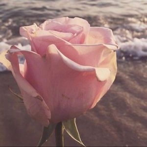 Meet your Posher, Annabelle